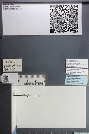 Media type: image;   Entomology 576206